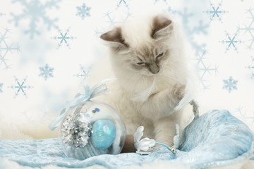 christmas kitty