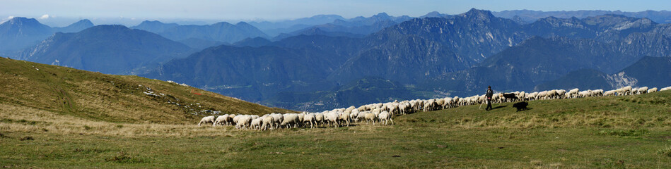 Fototapeta premium Panorama Schafherde mit Hirte auf dem Monte Baldo