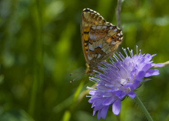 Dostojka akwilionaris Boloria aquilonaris © Gucio_55