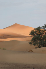 In der Wüste, Marokko, Sahara