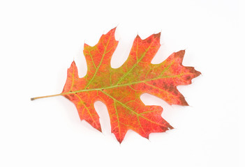 Isolated Autumn Oak Leaf
