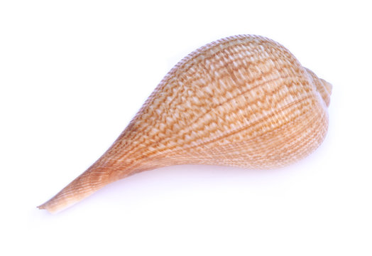 Sea mollusk