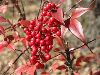 Nandina Bush