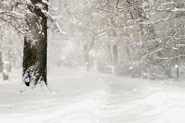 snow storm in the park