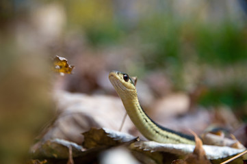 Garter snake in lfallen leaves