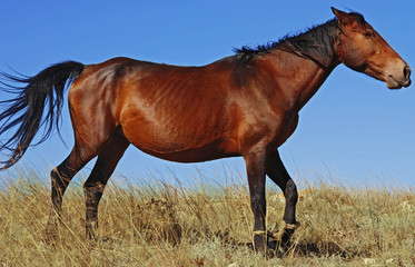 Obraz premium Horse