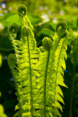 Ferns in Spring