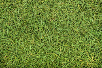 Christmas spruce  texture