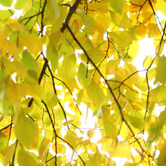 autumn leaves close up