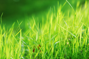 green grass