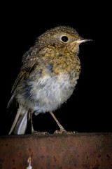 Erithacus rubecula, Robin