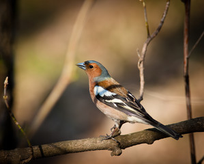 Fringilla coelebs, Chaffinch