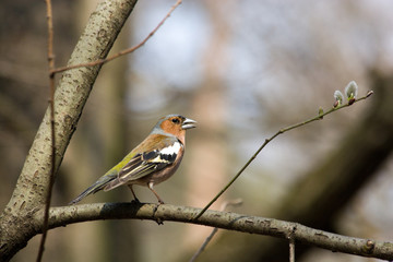 Fringilla coelebs, Chaffinch