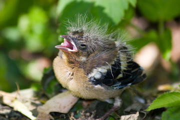 Fringilla coelebs, Chaffinch
