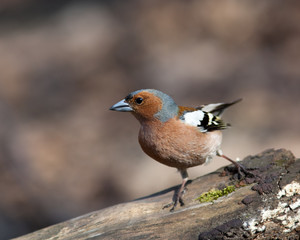 Fringilla coelebs, Chaffinch