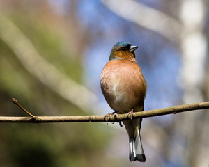 Fringilla coelebs, Chaffinch