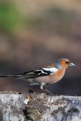 Fringilla coelebs, Chaffinch