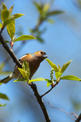Fringilla coelebs, Chaffinch