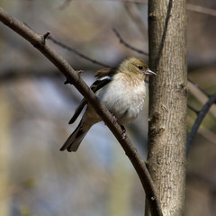 Fringilla coelebs, Chaffinch
