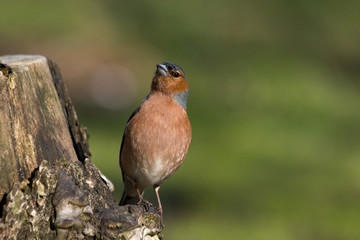 Fringilla coelebs, Chaffinch
