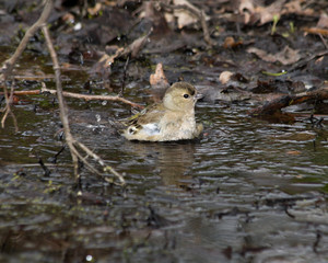 Fringilla coelebs, Chaffinch