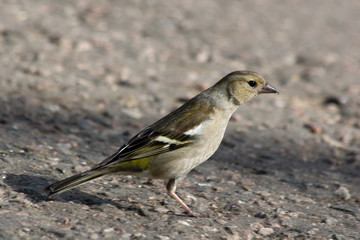 Fringilla coelebs, Chaffinch