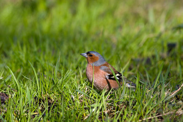 Fringilla coelebs, Chaffinch