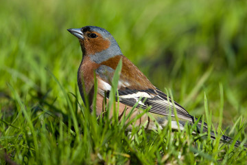 Fringilla coelebs, Chaffinch