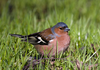 Fringilla coelebs, Chaffinch