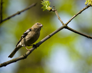 Fringilla coelebs, Chaffinch