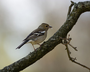 Fringilla coelebs, Chaffinch