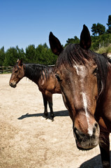 Obraz premium Two brown horses