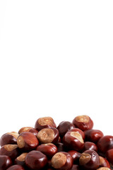Horse chestnut