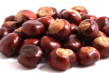 Horse chestnut