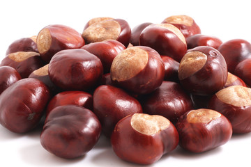 Horse chestnut