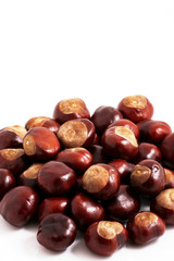 Horse chestnut