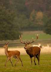Naklejka na ściany i meble Male stag (buck) deer chasing female deer
