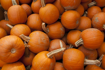 A pile of pumpkins