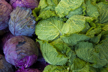 Obraz premium Red and green cabbage