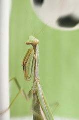 Mantis religiosa jugando al futbol 5