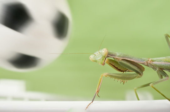 Mantis religiosa jugando al futbol 4