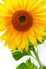 Fototapeta premium Yellow Sunflower