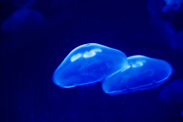 Naklejka na ściany i meble Jellyfishes