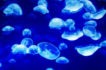 Jellyfishes