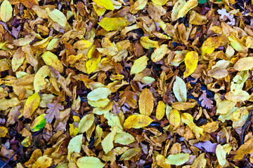 old oak forest