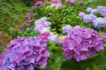 Fototapeta premium Hortensias