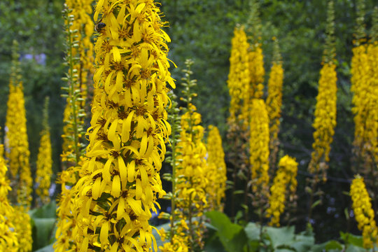 Hampes florales jaunes.
