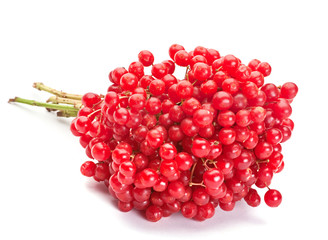 Viburnum berry