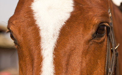 Portrait closeup of brown horse with white patch with halter