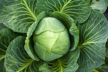 Fototapeta premium White cabbage head